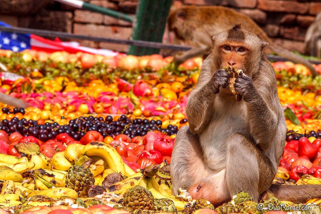 میمونی در حال موز خوردن در ضیافت میمون‌ها در تایلند