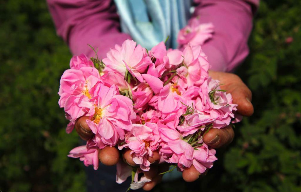 گل‌های محمدی در دستان کشاورز