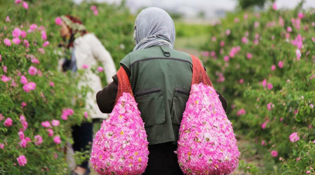 خانمی در حال حمل گل‌های محمدی برای گلاب‌گیری