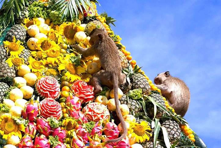 ضیافت میمون ها در تایلند در حال بالا رفتن از میوه‌ها