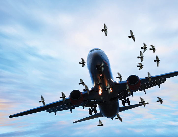 هواپیمای درحال پرواز کنار پرنده‌ها در آسمان