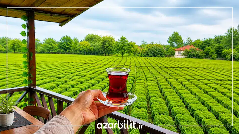 مزارع چای گیلان